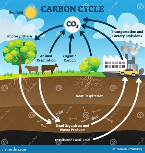 carbonio biogenico